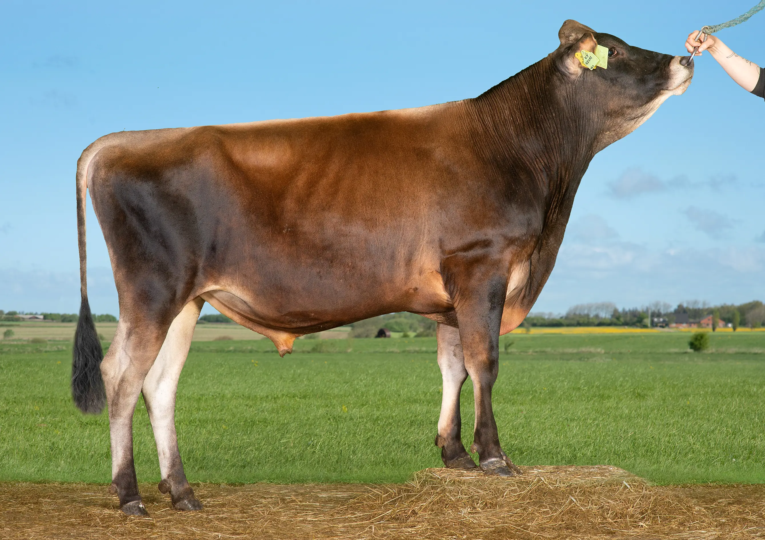 VJ Nicas (VJ Nibiru)