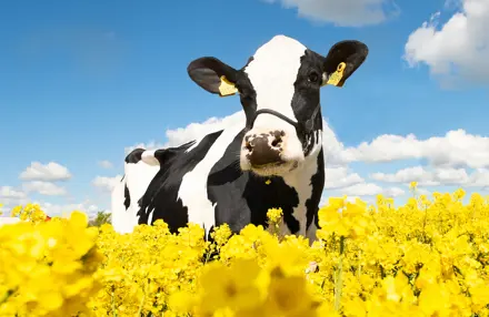 32610 3124 VH Radium Stemning2 Srgb Web