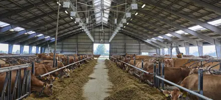 CFIT Saved Feed Jersey Farm Palle Bjerregaard, Ullerslev Fyn