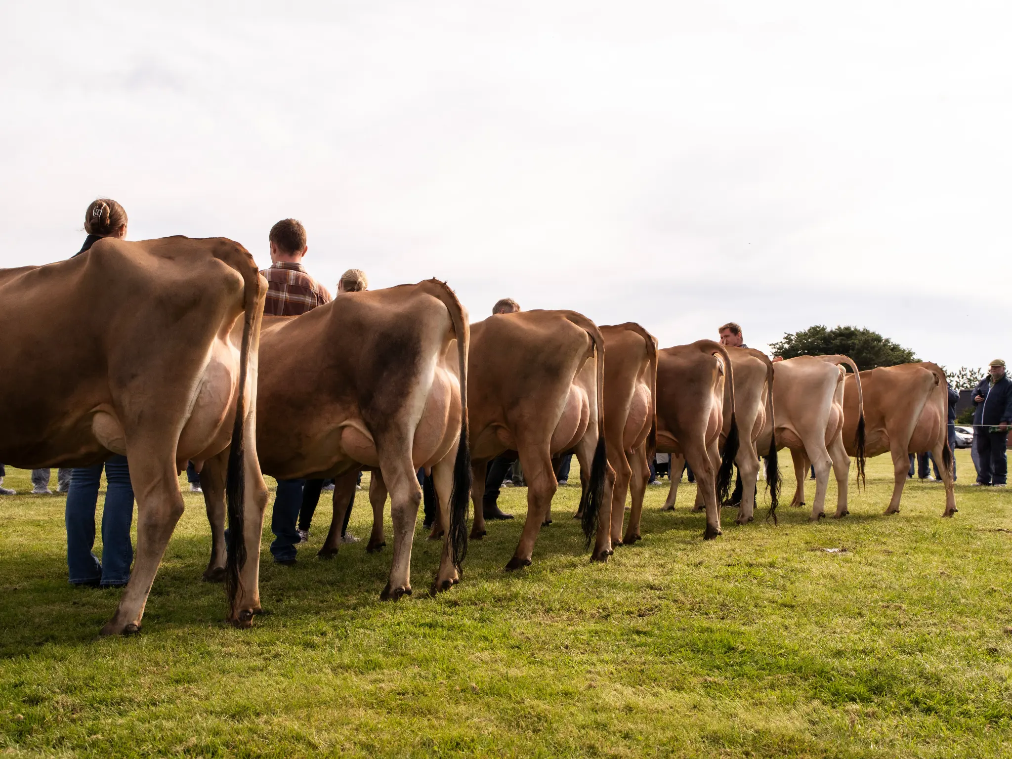 Jersey Verdenskongres 40