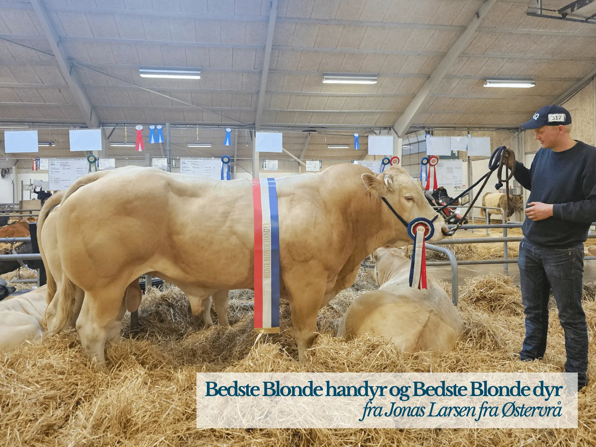 Bedste Blonde Handyr Og Blonde Dyr