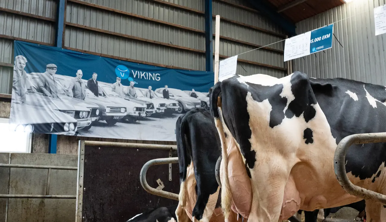 Køer På Række Og Vikingdanmark Inseminørbanner I Baggrunden