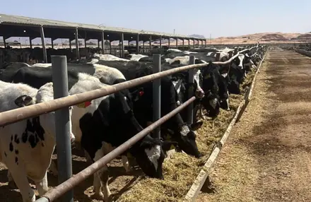 Livestock