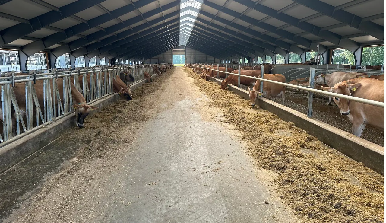 Jersey Køer I Ved Besætningsbesøg