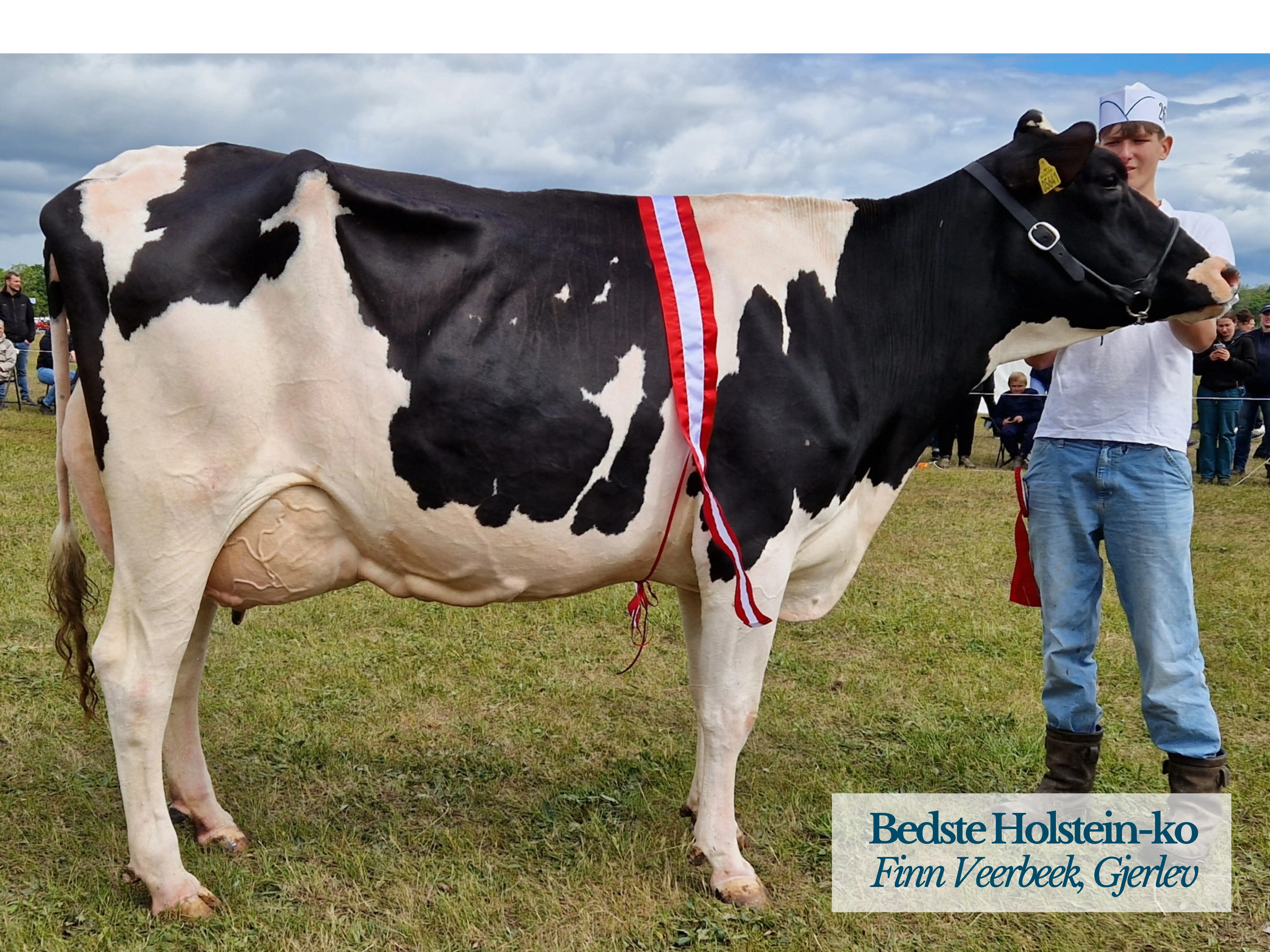 Bedste Holstein Ko Fra Finn Veerbeek, Gjerlev