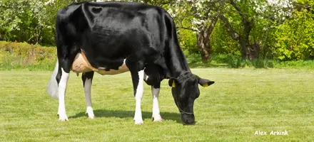 VH Manfolk Daughter No 26089 From Vejlskovgaard Claus Fenger