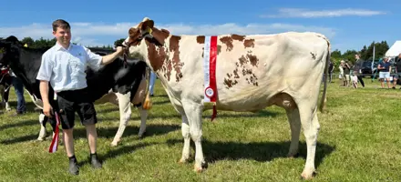 Bedste Rød Holstein