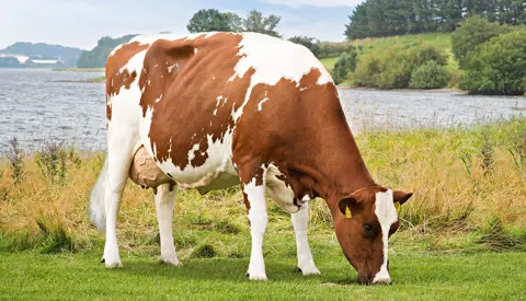 Kairo Daughter No 39707 1643 From Ginnerup Vestergu Rd Hurup Thy Scenic2 Srgb Web