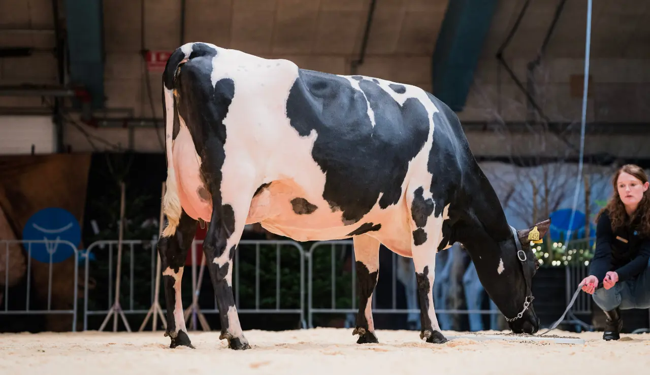 VH Brooklyn Datter (Golden Cross) Fra Lars Bo Larsen