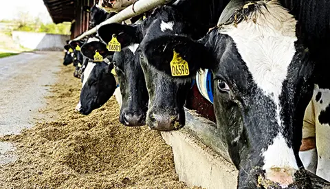 Landboungdom Img 3771 Srgb Web