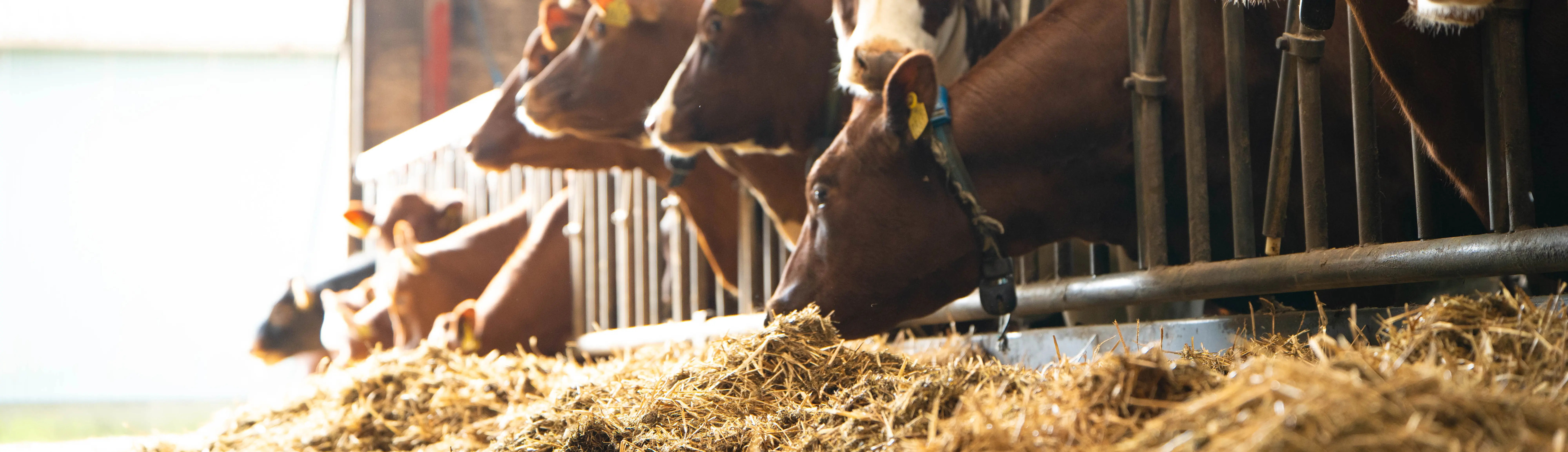 Køer Der Æder Ved Foderbord
