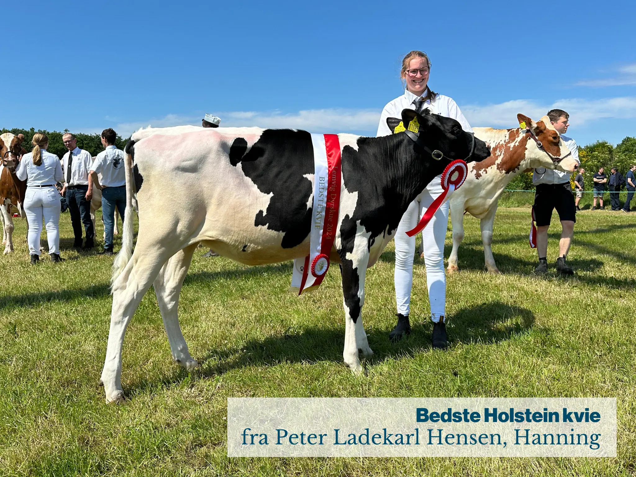 Bedste Holstein Kvie