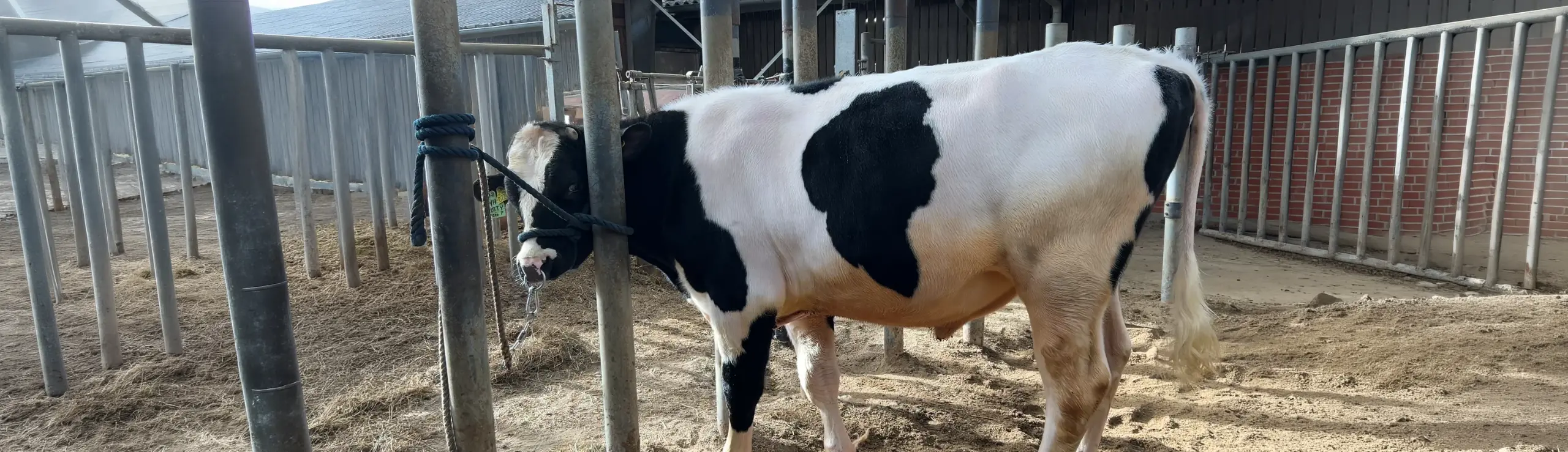 VH Shottyps Mor Priducerede I Første Laktation Omkring 1.200 Kg Fedt+Protein, Og I 2. Laktation Omkring 11.000 Kg EKM