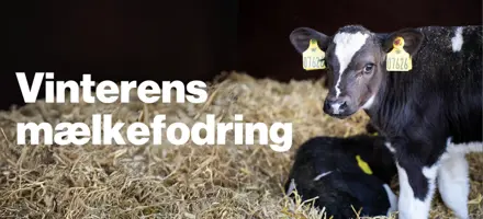 Vinteriens Mælkefodring