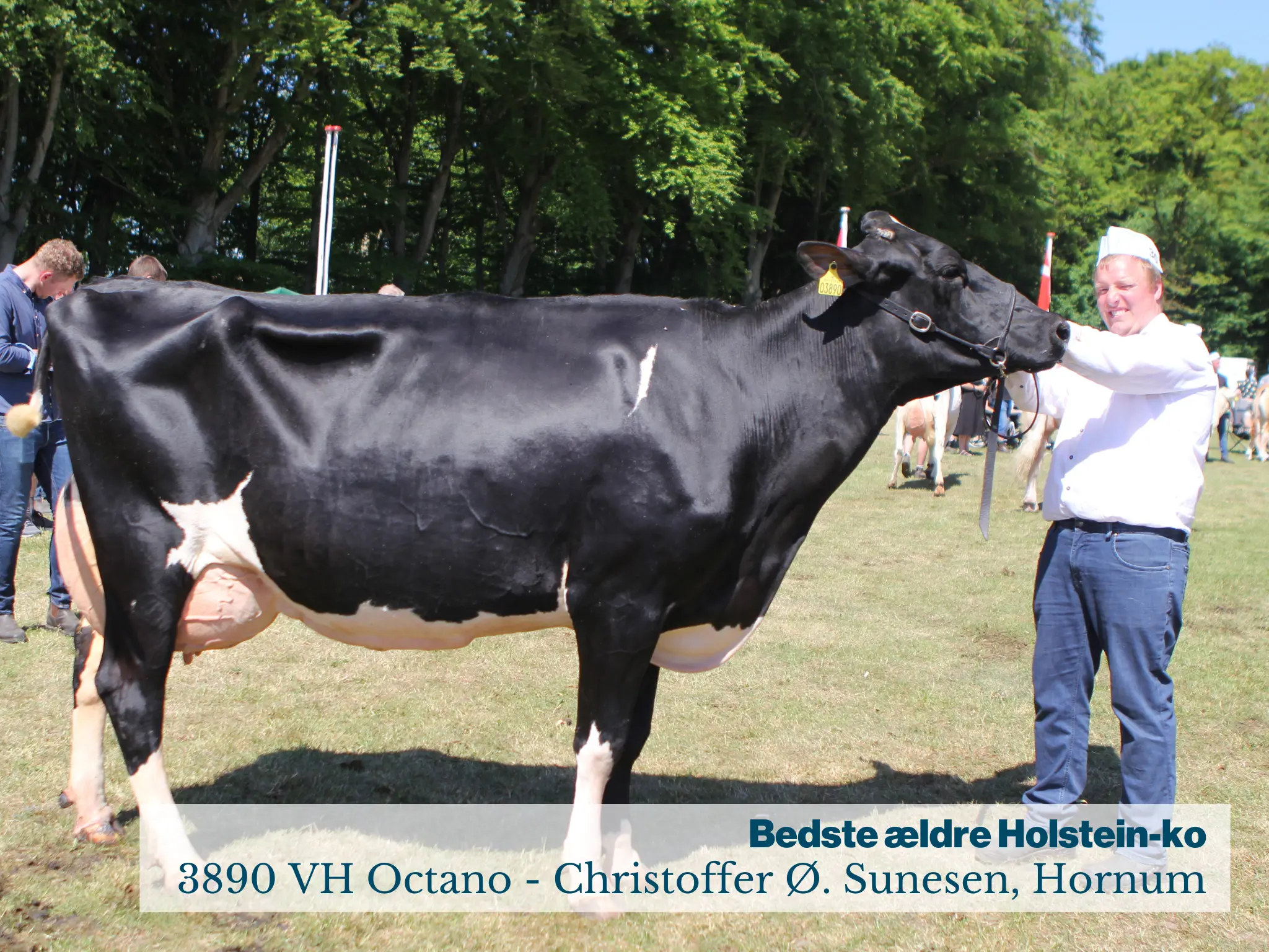 Fjerritslev Dyrskue Bedste Ældre Holstein Ko