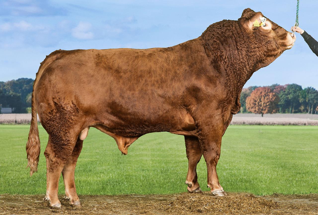 Vb King 76069 Srgb Web