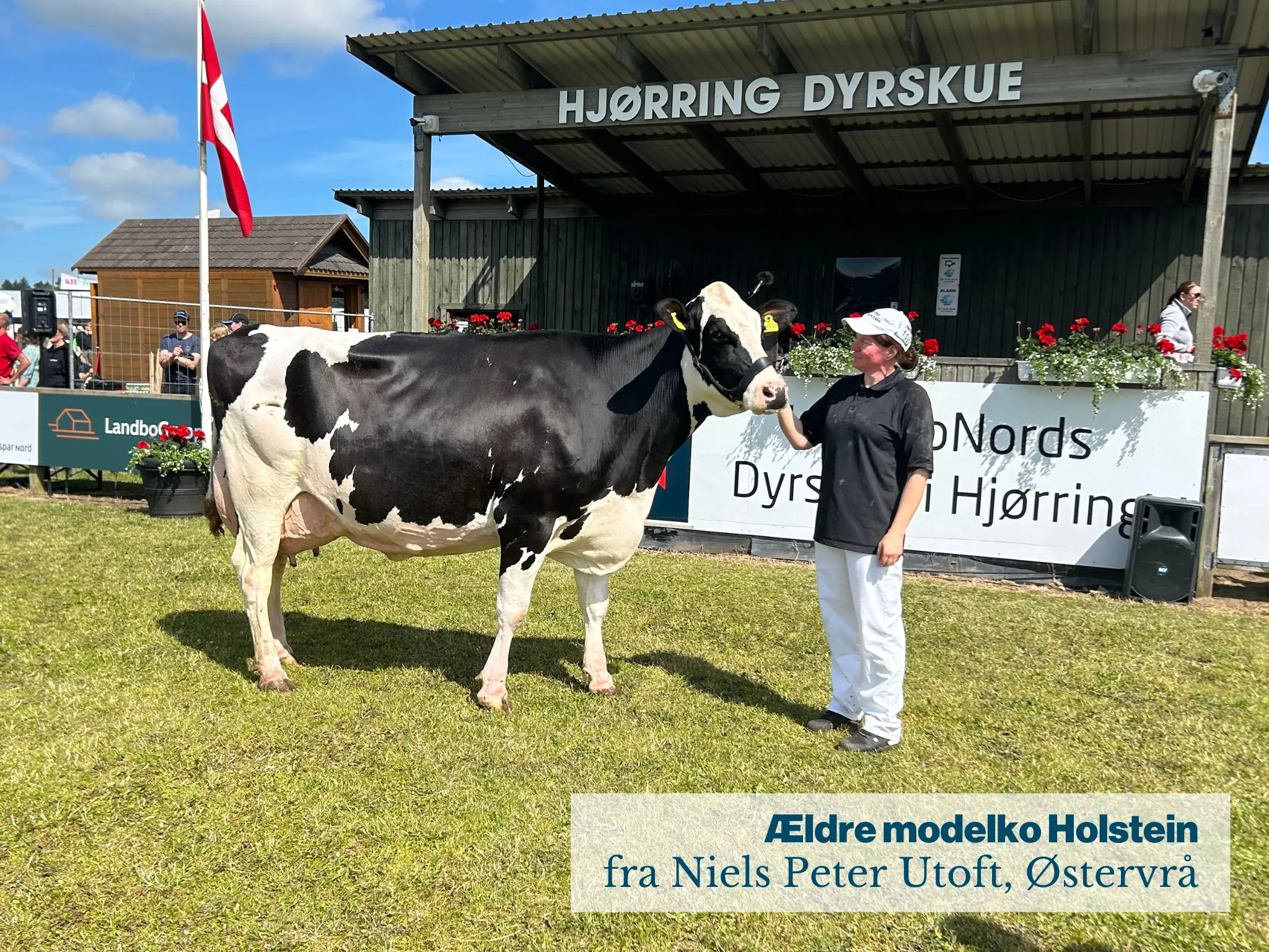 Ældre Modelko Holstein