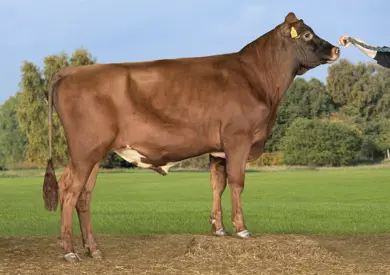 VR Berner (VR Barbar) (1)