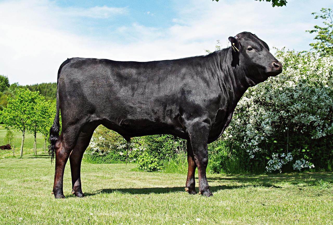 Tirsvad Wagyu Juni 2010 Srgb Web