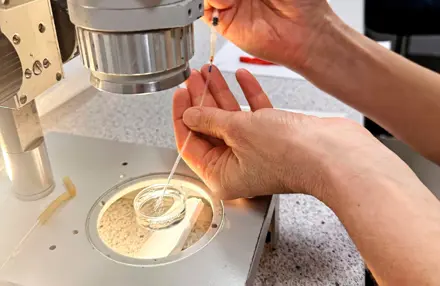 Reproduktion