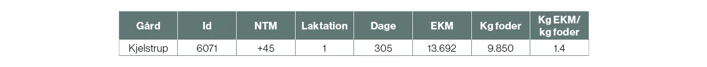 Info Om Den Mest Fodereffektive Holstein Ko