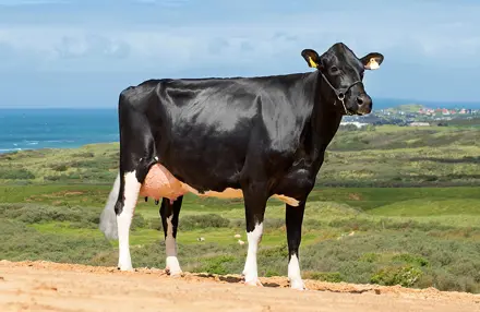 Vh Miracle Daughter1 No 36169 3527 From Bjarne Therkildsen Løkken Scenic3 Srgb Web