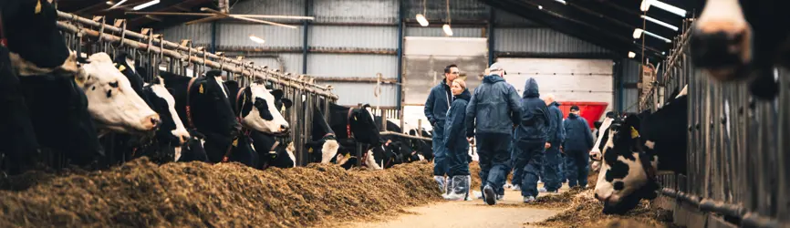 Flok går igennem stald af køer