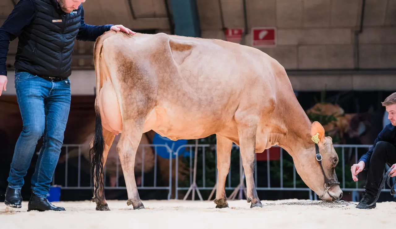 VJ Happens Datter Fra Sønderfenner, Ribe