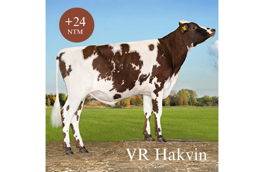 VR Hakvin
