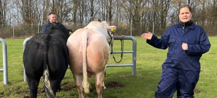 VB Sumo Og VB Picasso To Afprøvede Blåkvægstyre, Som Allerede Har Vist Deres Værdi I Avlsprogrammet