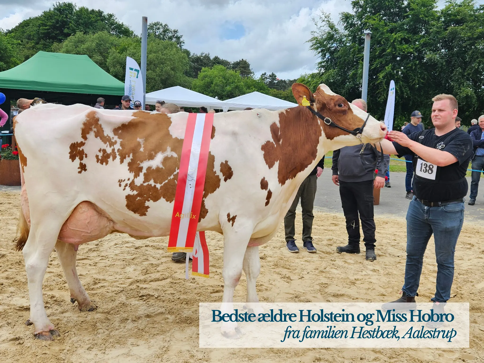 Bedste Ældre Holstein Og Miss Hobro, Hobro Dyrskue
