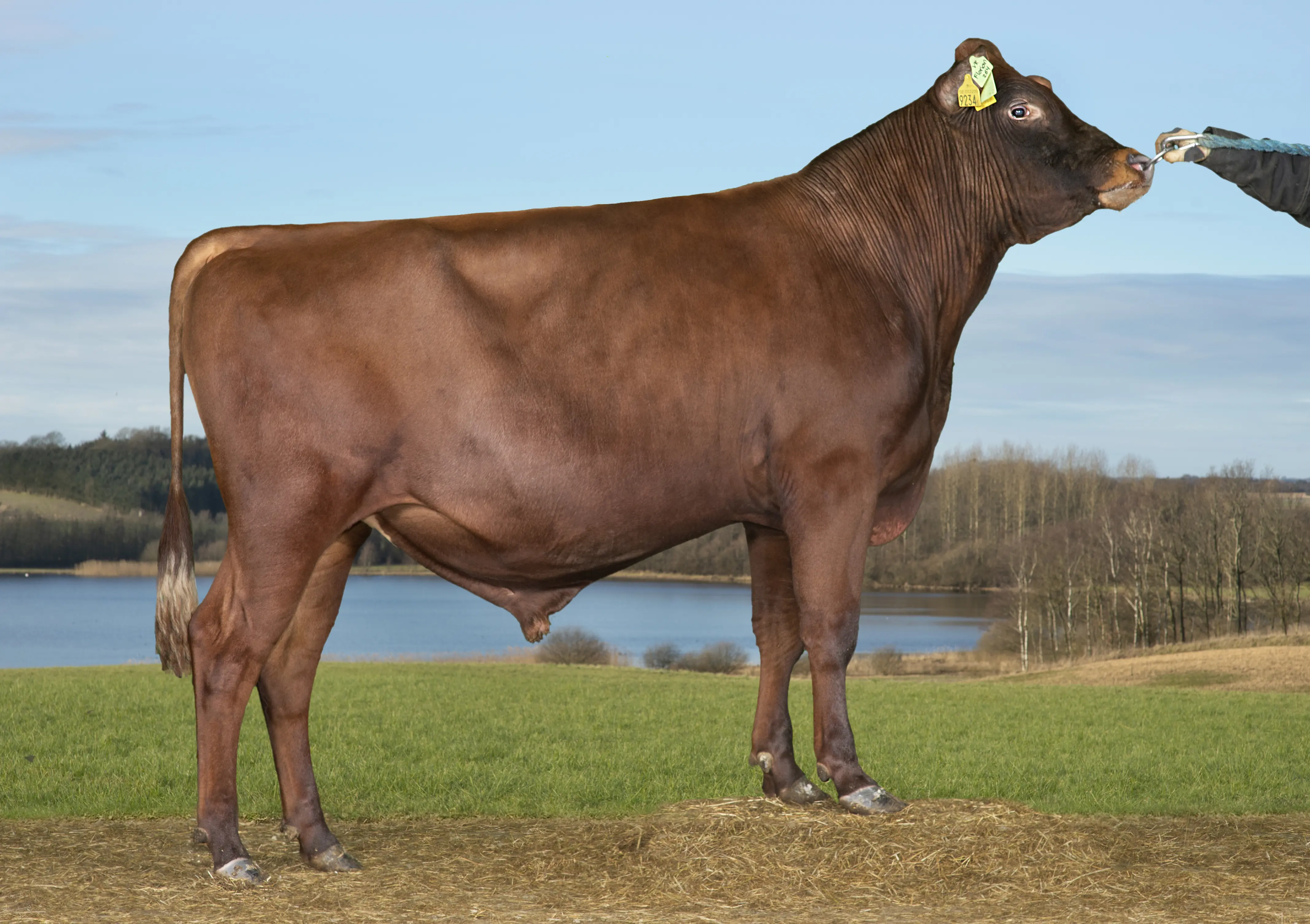 VR Florian (VR Forza)