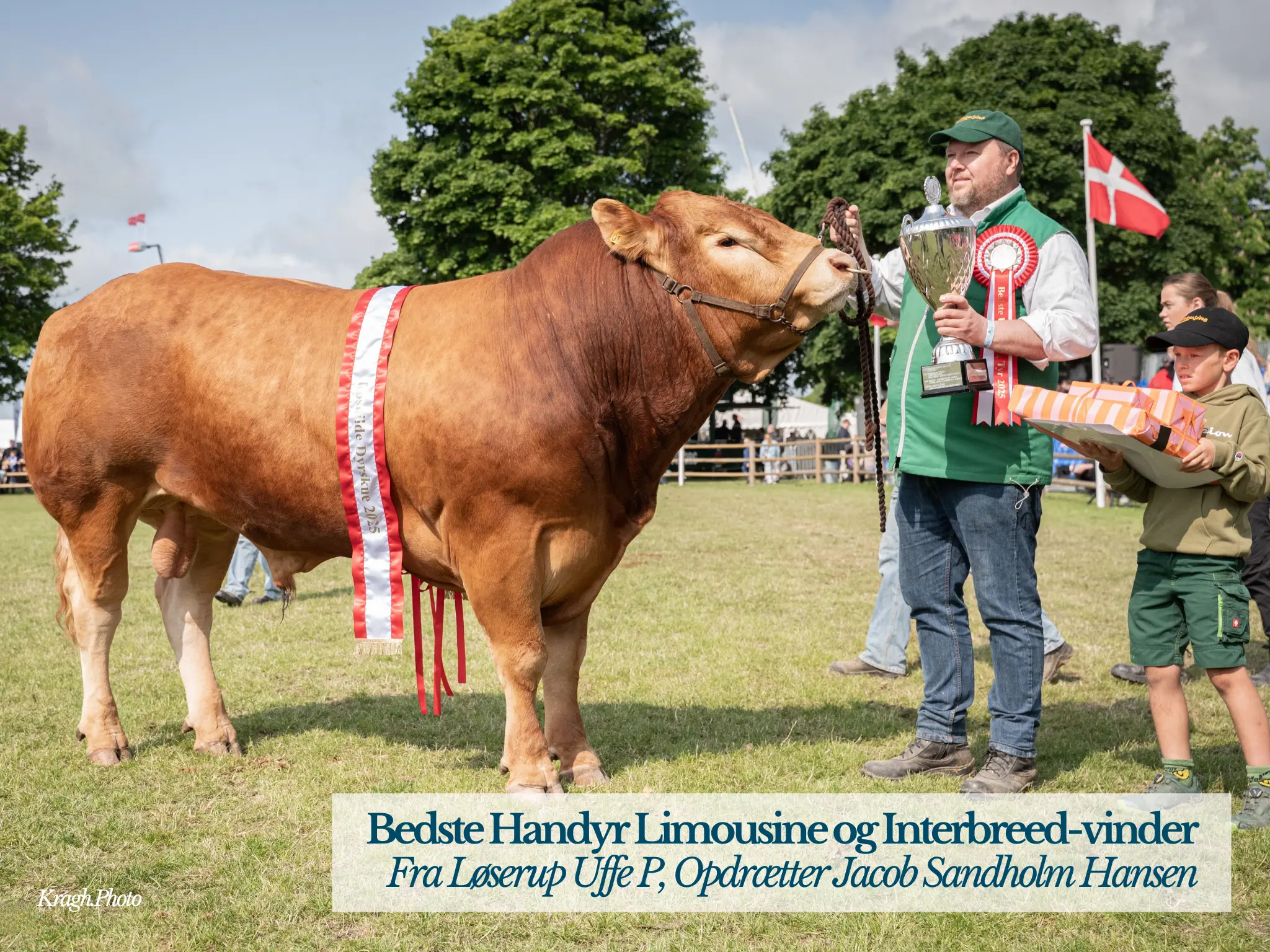 Bedste Handyr Limousine Og Interbreed Vinder