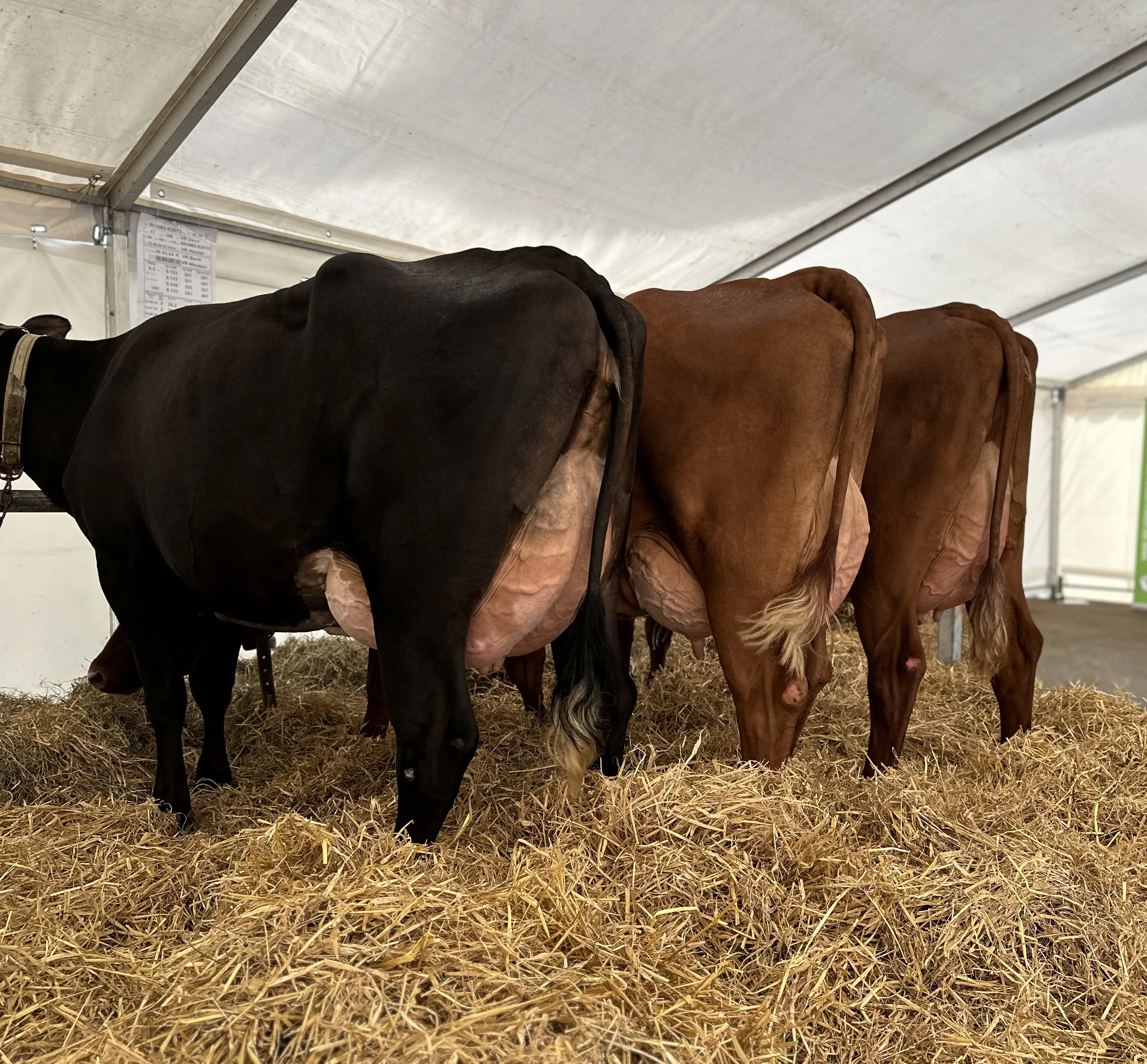 RDM Køer På Stribe