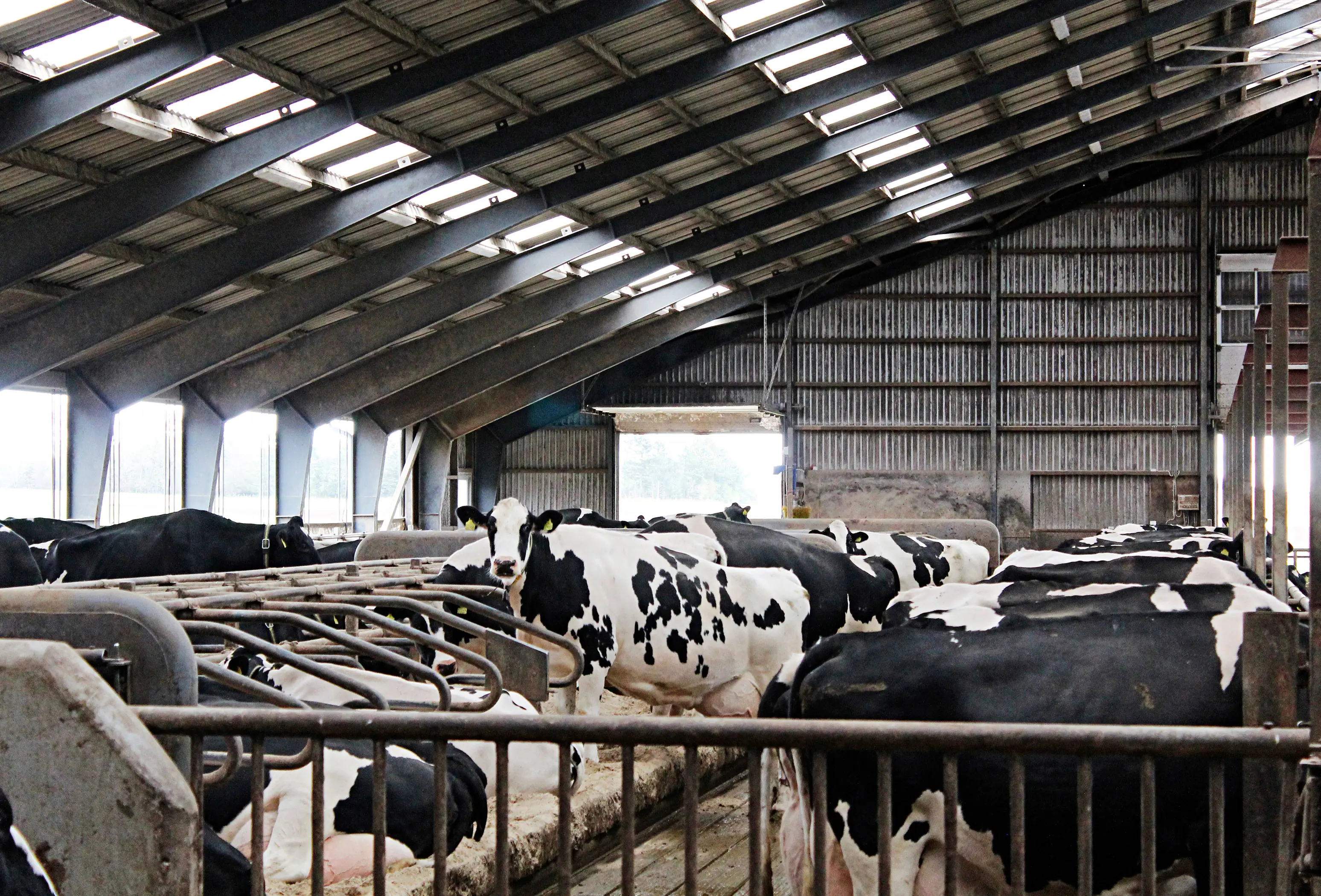 IMG 4385 Vn Srgb Web