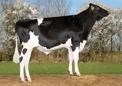 VH Baford (VH Barista) Edited