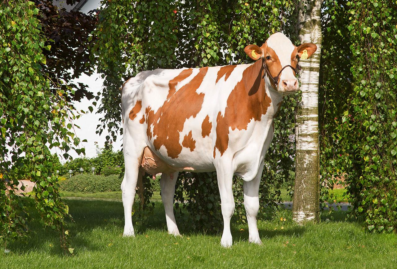 Fageno Daughter No 38143 2989 From Peter Hollensen Vru Scenic1 Srgb Web