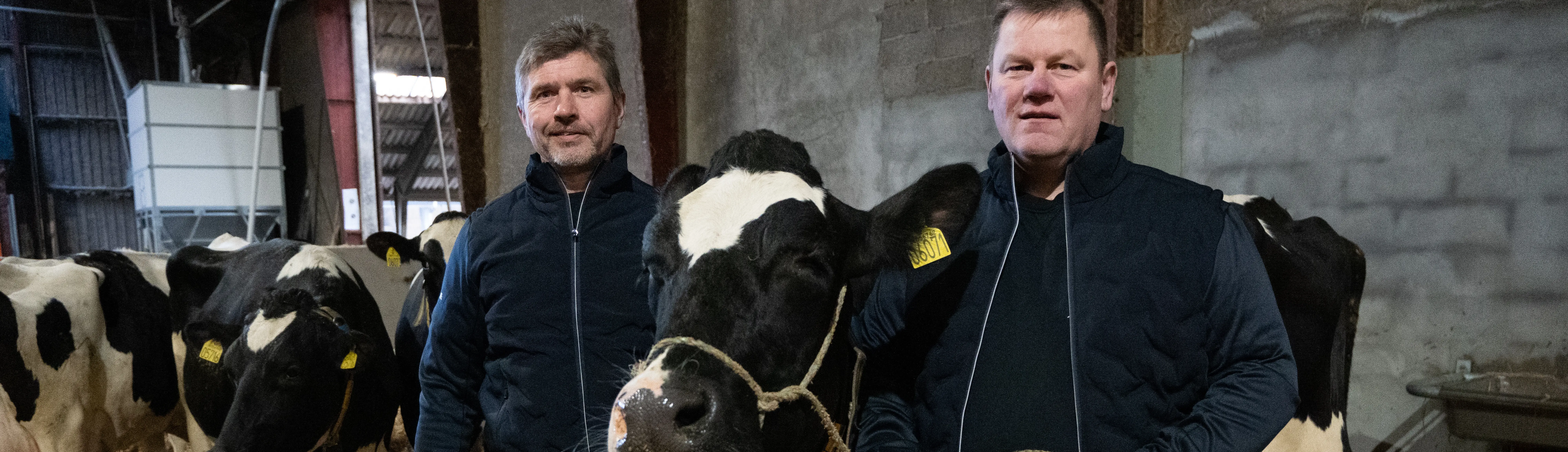 Mest fodereffektive Holstein-ko