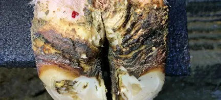 Digital Dermatitis 2