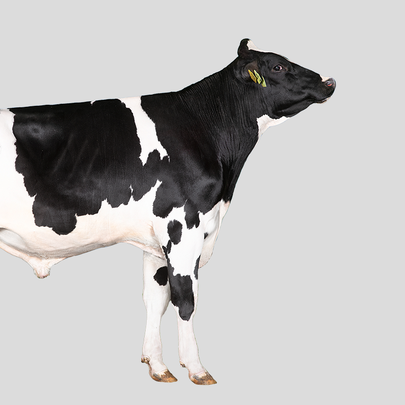 Holstein