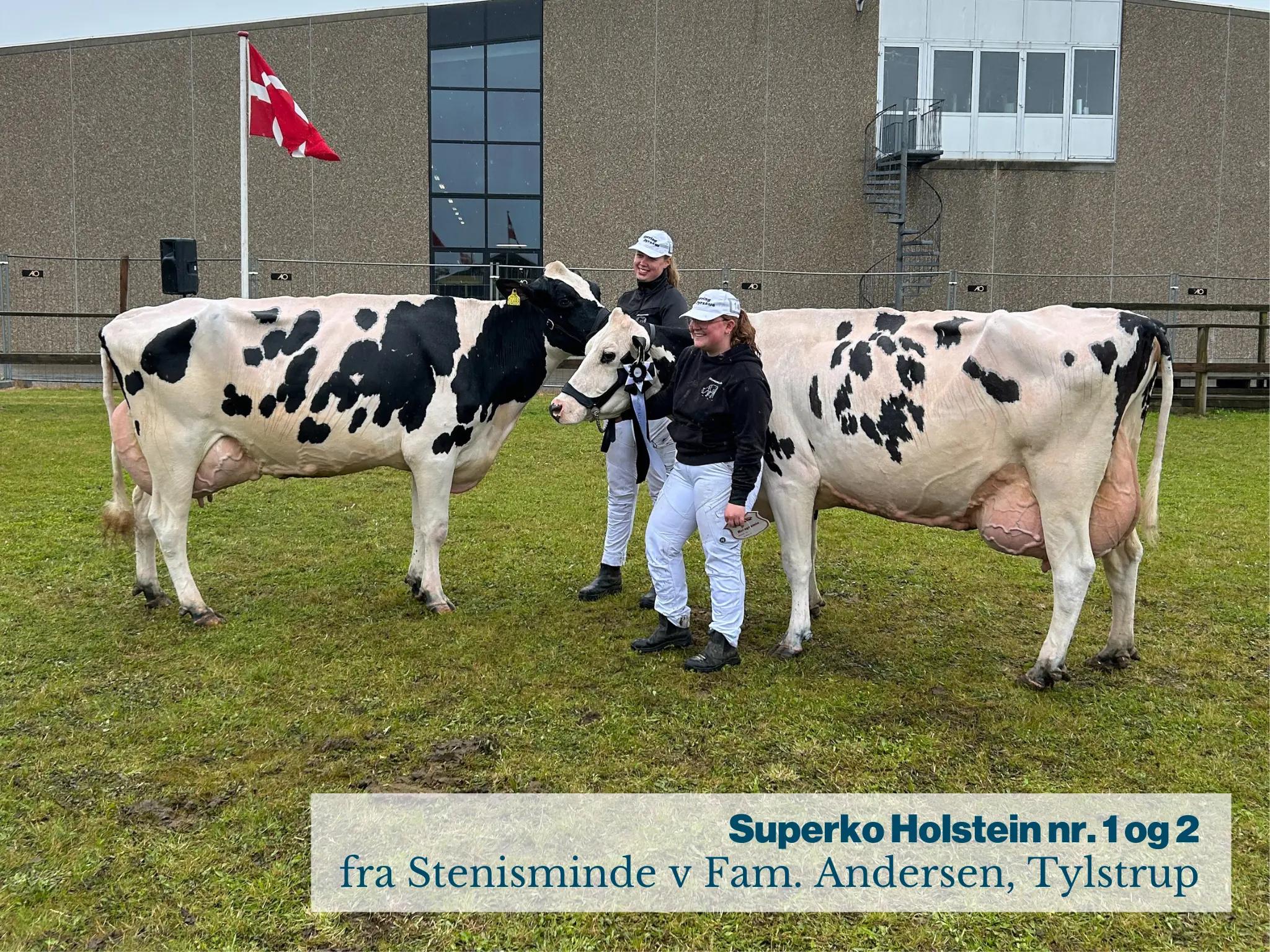 Superko Holstein Nr. 1 Og 2