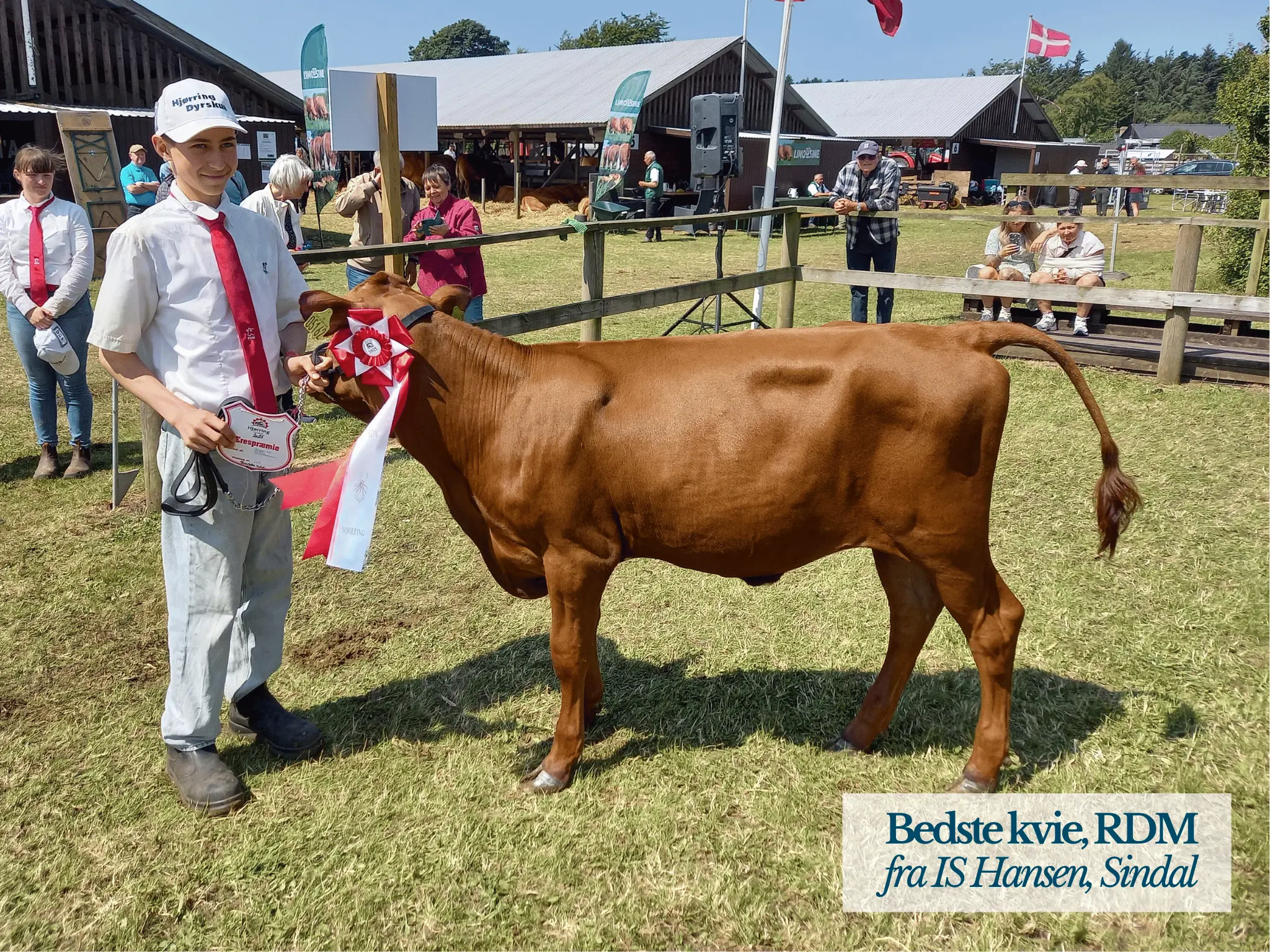 Bedste Kvie RDM, Hjørring Dyrskue