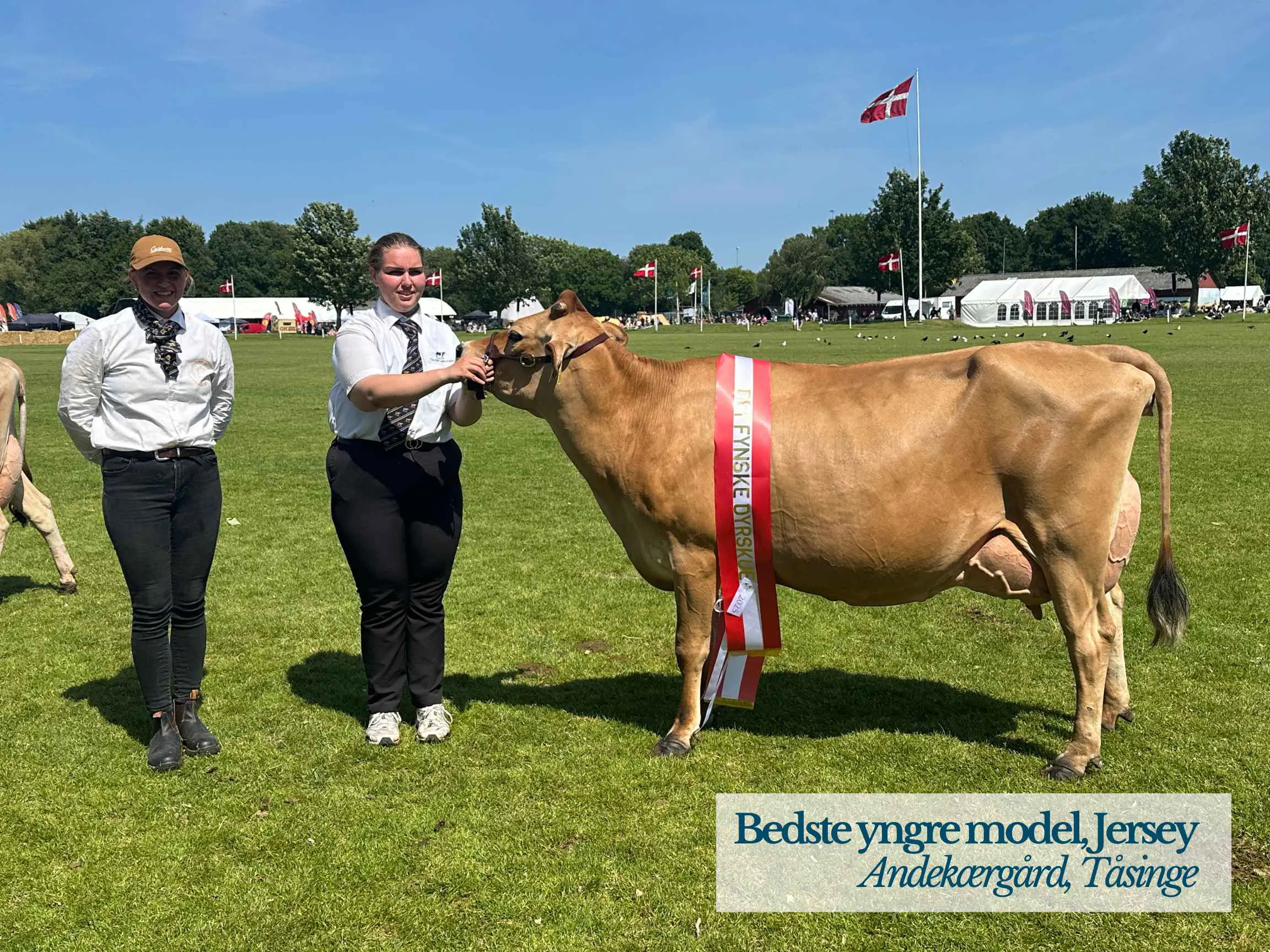 Jersey Yngre Model, Andekærgård, Tåsinge