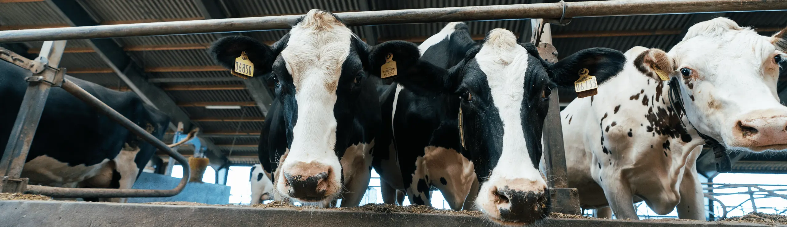 Tre Holstein Køer