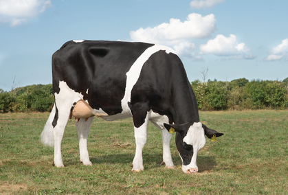 Procross Neutrino Daughter No 50013 9706 From Bent Lund Højer