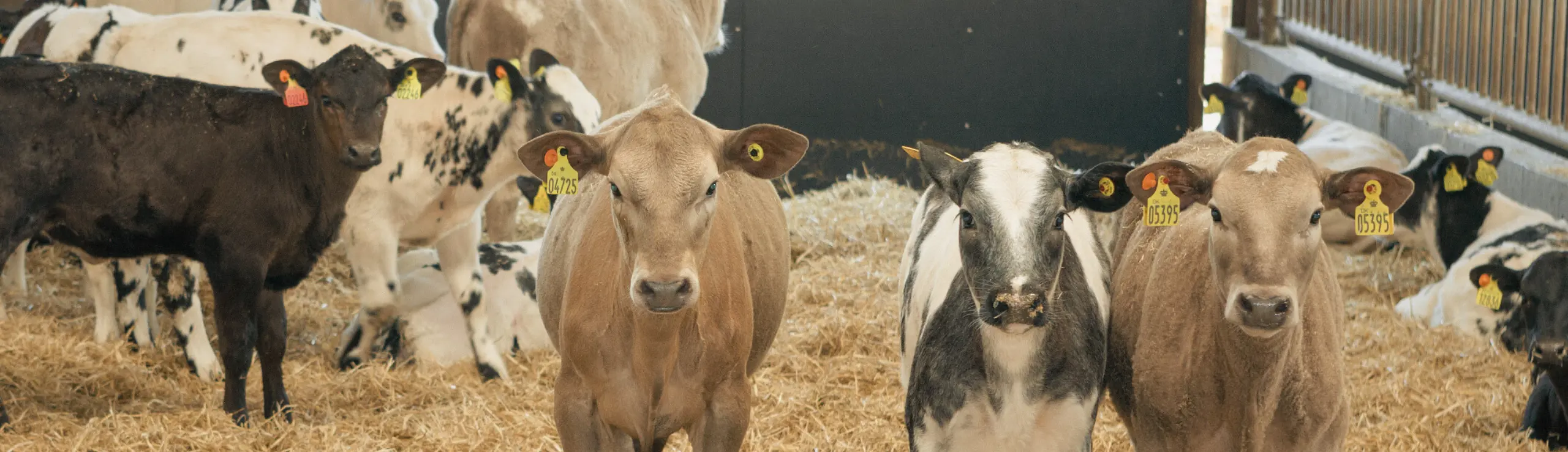 Krydsningskalve Nye Indekser