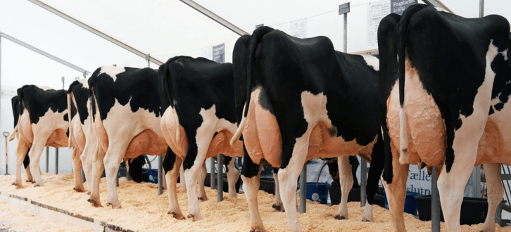 Besætningsbesøg På Rosdalsgaard Ved Dansk Holstein ÅRsmøde 2026 Bød På Flotte Viking Holstein Døtre