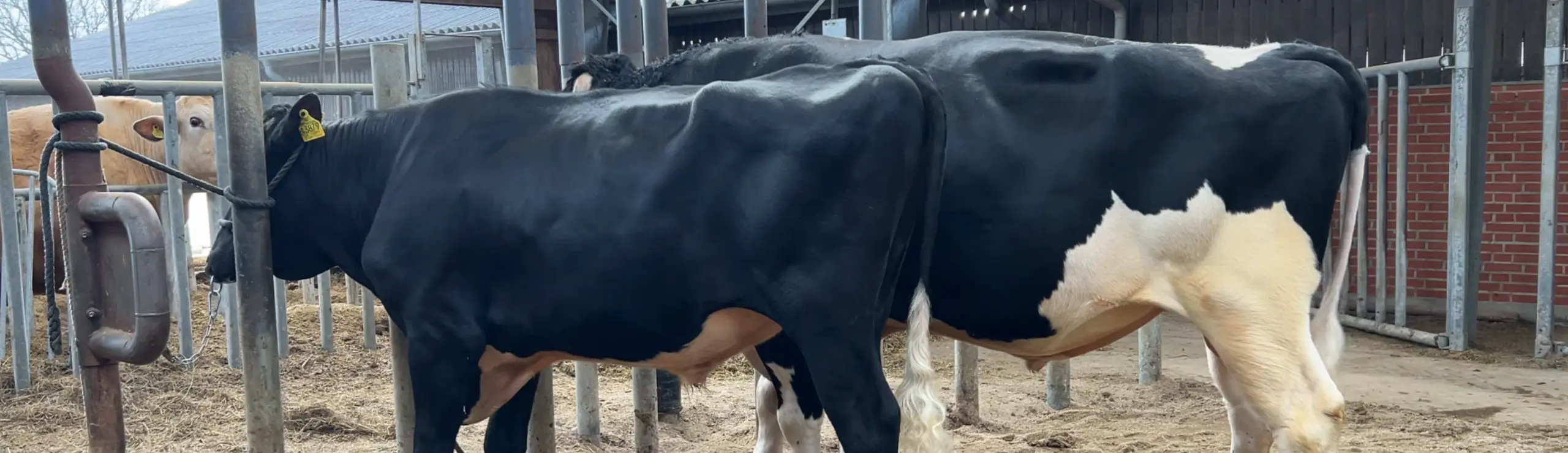VH Gipsy Og VH Gilmore Kommer Fra Stærk Ko Familie Med To Generationer Af Mødre, Der Har Produceret Over 1.200 Kg Værdistof
