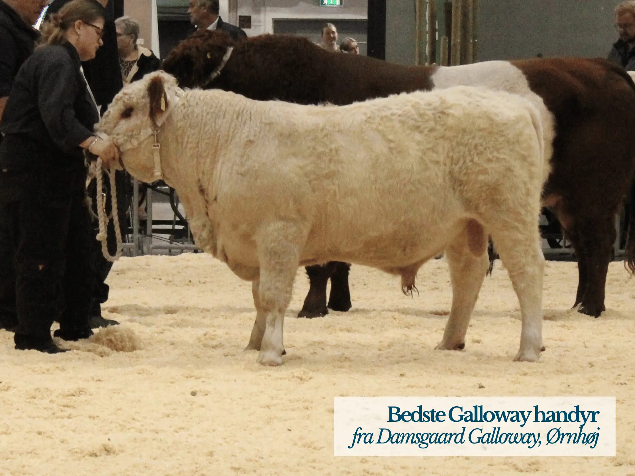 Bedste Galloway Handyr