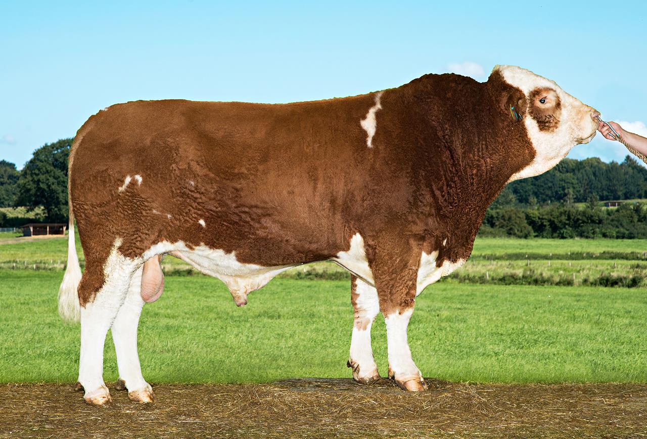 Vb Unicorn 7639 Srgb Web